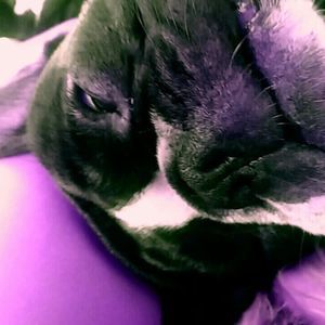 Meet your Posher, Nova